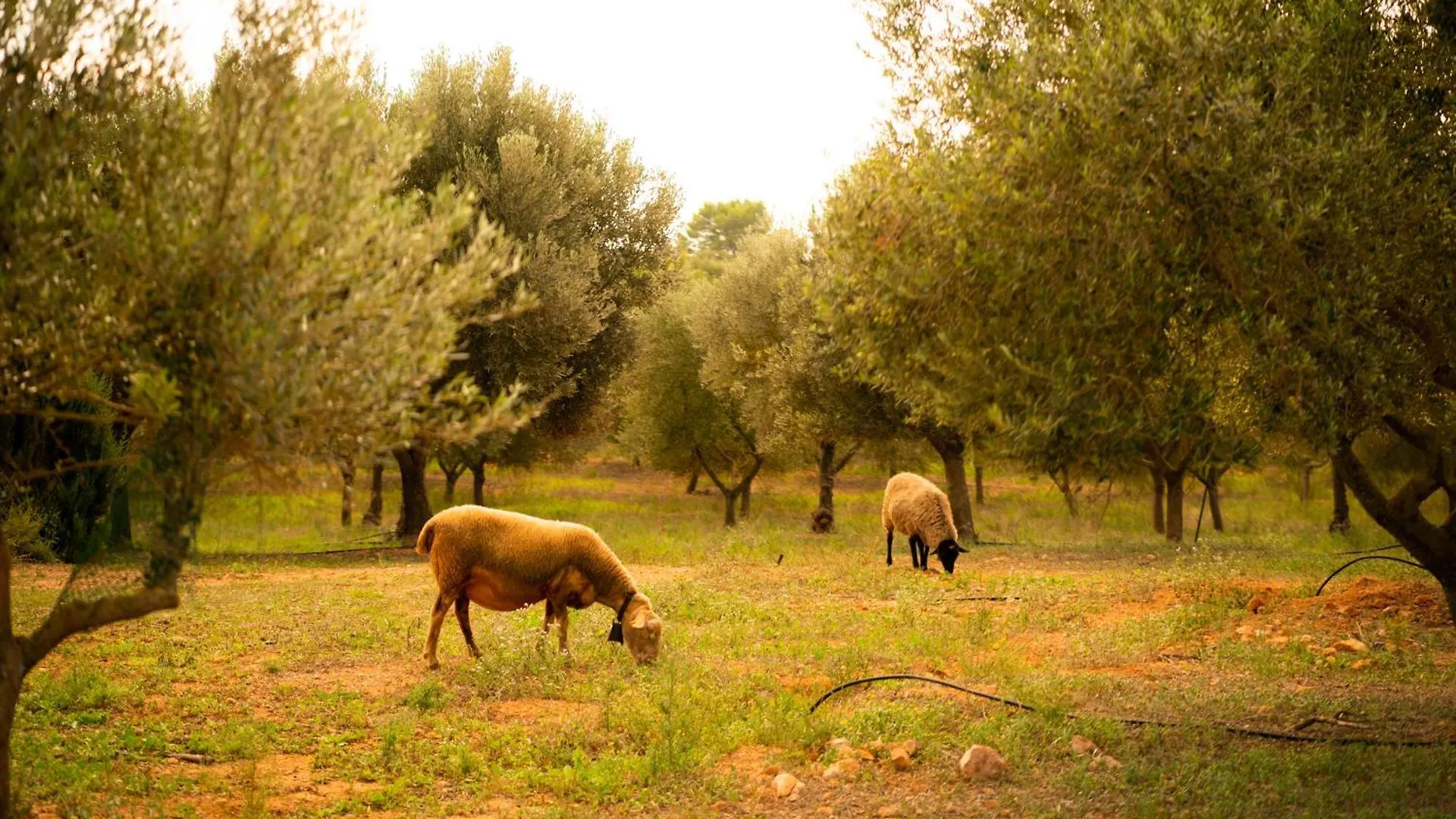 Agroturisme Son Barcelo Mas Campos  0*, Campos (Mallorca) Spain