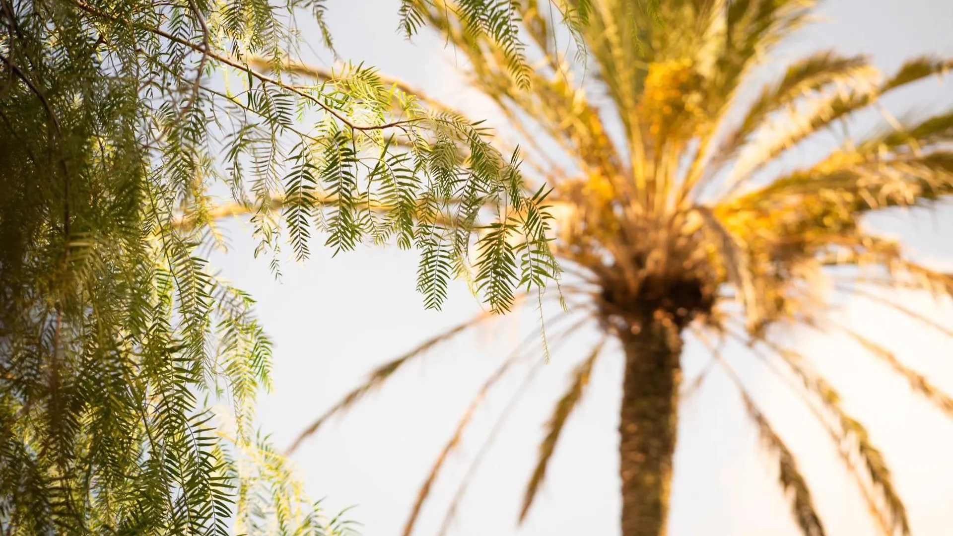 Agroturisme Son Barcelo Mas Campos  Farm stay Campos (Mallorca)